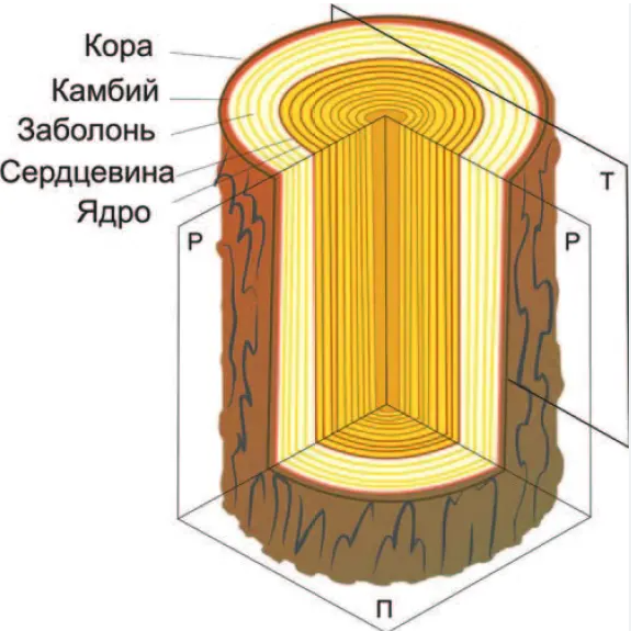 Схема структуры древесины